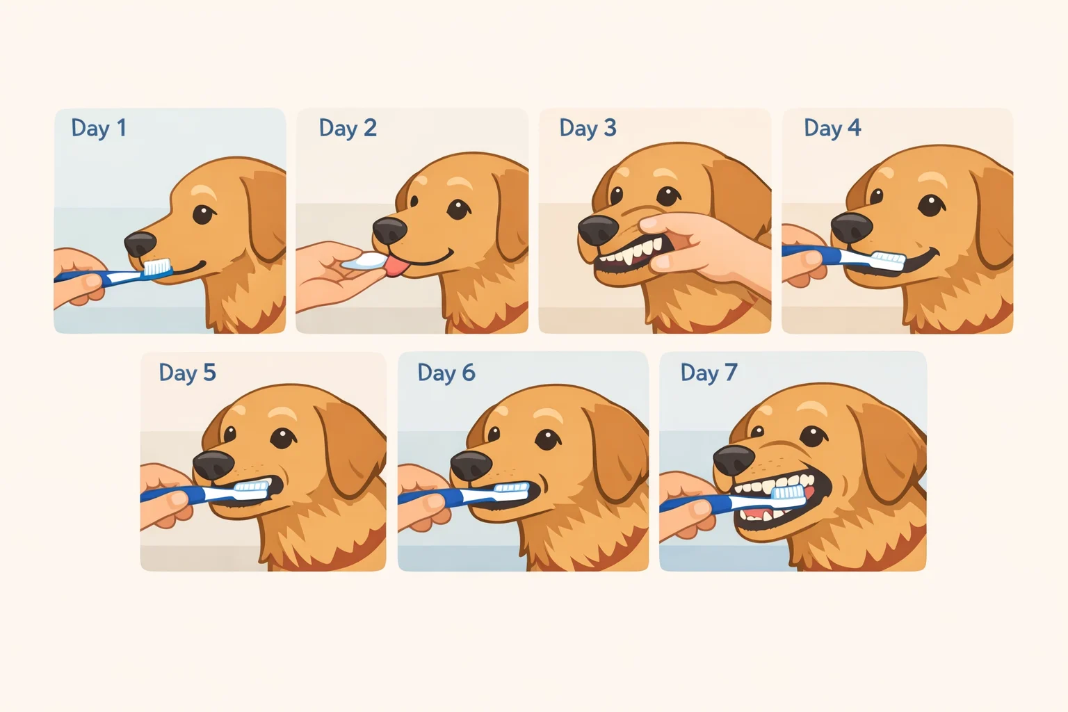 Illustration showing a gradual first-week routine: day 1 dog sniffing dog-safe toothpaste, days 2–3 finger along teeth, days 4–5 short toothbrush contact, and day 7 a brief brush on the back teeth and canines
