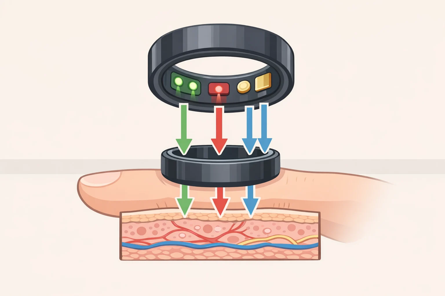 Diagram of the Casio smart ring’s inner sensor surface contacting skin to capture heart rate, blood oxygen, body temperature, and sleep data